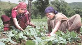 vegetable export, dept of agriculture, farmers, indian farmer, special export cluster, PPP model, VGAI, cpune news, indian express