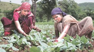 vegetable export, dept of agriculture, farmers, indian farmer, special export cluster, PPP model, VGAI, cpune news, indian express