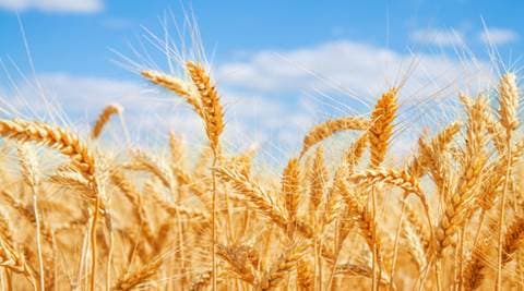 wheat india agriculture mark variety indian grain question food output estimates production indianexpress corporation mt