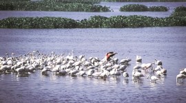 wildlife-thumb no alt set