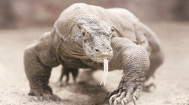 wildlife-thumb no alt set