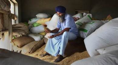basmati farmers, india iran basmati trades, basmati iran export, basmati export rates, basmati price, basmati wholesale rate, basmati business, punjab basmati farmers, punjab news, agricultural news, india news