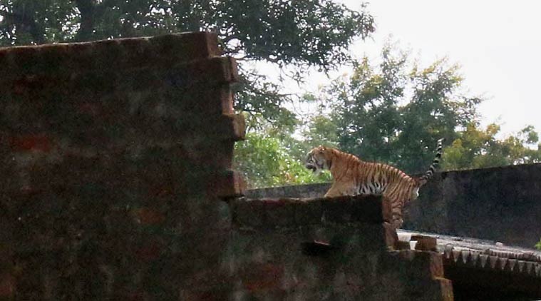 Tiger strays into Bhopal institute, caught and shifted to national park |  India News,The Indian Express