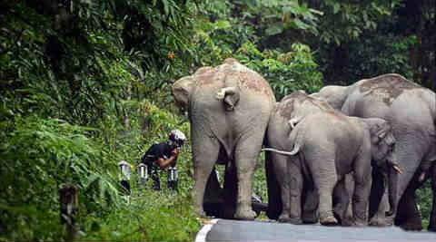 Angry elephants charge at biker in Thailand’s National Park Angry elephants charge at biker in Thailand’s National Park