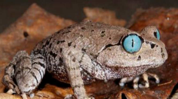 Blue-eyed frog discovered in Arunachal Pradesh/ WWF Report