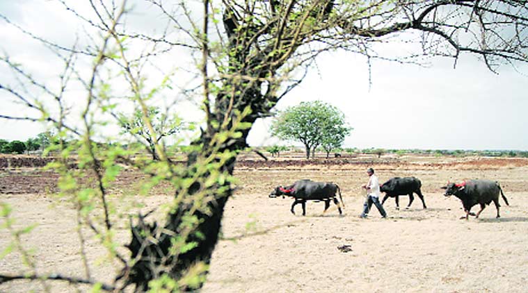 Over 14,000 villages across the state have been declared drought affected.