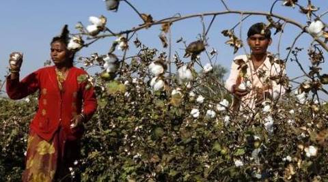 punjab cotton, cotton whitefly, cotton whitefly punjab, punjab congress, punjab SAD-BJP, india news