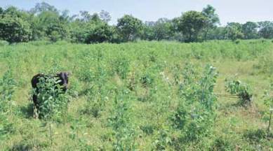 district zero, ie district zero series, nabarabgapur, india poorest district, india news, odisha news, nabarangapur orissa