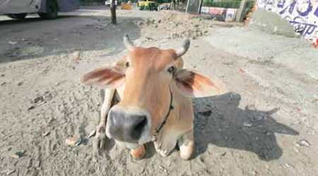 US, Severed Cow head, Cow head, Cow head in Hindu Cow Sanctuary, Lakshmi Cow Sanctuary, Hindu Cow Sanctuary, US racist attack, US racism, Indian Express, International news