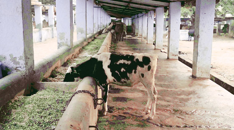 Gaushala, Mathura gaushala, mathura veterinary, veterinary mathura, gaushala, animal care, cow care mathura, latest news, india news