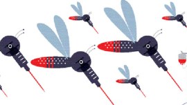 Dengue, Dengue in Delhi, Delhi dengue, dengue cases, dengue cases in delhi, Mosquito, mosquito borne disease, AIIMS, Health Secretary C K Mishra, CK Mishra, Chikungunya, Chikungunya cases, delhi government, delhi news