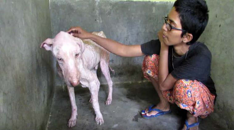 This skinny dog was rescued from the street by an animal rescue centre/ Screenshot