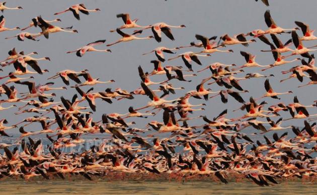 flamingo, flamingo bird, flamingo photos, flamingo images, flamingo pictures, flamingo pics, flamingo in Gujarat, flamingo in khadir island, flamingo great rann of kutch, one lakh flamingo, flamingo fly, flamingo roosting, flamingo species, flamingo in monsoon, greater flamingo, flamingo state bird, flamingo gujarat