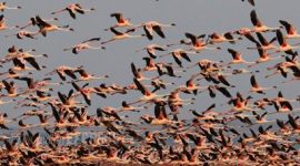 flamingo, flamingo bird, flamingo photos, flamingo images, flamingo pictures, flamingo pics, flamingo in Gujarat, flamingo in khadir island, flamingo great rann of kutch, one lakh flamingo, flamingo fly, flamingo roosting, flamingo species, flamingo in monsoon, greater flamingo, flamingo state bird, flamingo gujarat