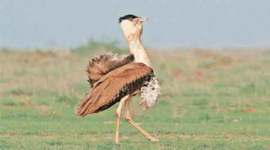 rural, rural infrastructure, wildlife habitat, great indian bustard, save wildlife, wildlife protection, population growth, need for land, need for houses rural development, forest encroachment, electricity, bijli, bijli sadak pani, rural life, indian rural life, chayn singh, sam village, that desert., rural life, save great indian bustard, national bird, national bird bustard, wildlife conservation, Nannaj Sanctuary, bustard habitat, protected areas, indian express opinion