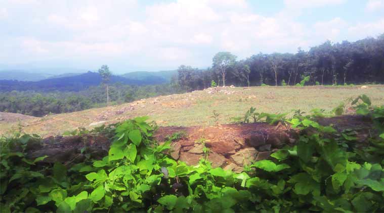 No replanting on this abandoned plantation. (Express Photo by: Shaju Philip)