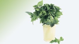 herbs-thumb dengue, healing herbs, papaya leaf, tulsi, papaya leaf medicinal purpose, tulsi medicinal purpose, health news