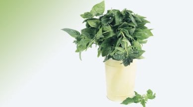 dengue, healing herbs, papaya leaf, tulsi, papaya leaf medicinal purpose, tulsi medicinal purpose, health news