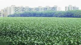 Pune, Pune water hyacinth, Pune water hyacinth growth, Pune Municipal Corporation, water hyacinth growth, pune mosquito breeding sites, Pune latest news
