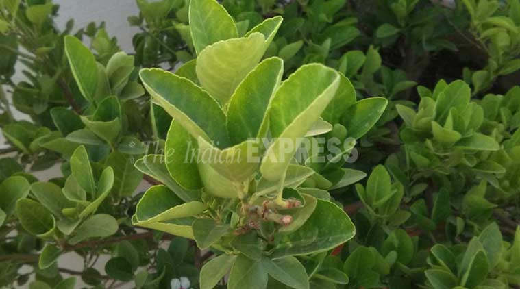 InFocus M370 review, InFocus M370 Express Review, InFocus review, InFocus, InFocus Mobiles, InFocus M370 price, InFocus M370 Snapdeal, InFocus M370 launch, InFocus M370 features, InFocus M370 specs, InFocus M370 pricing, technology, mobiles, smartphones, technology news