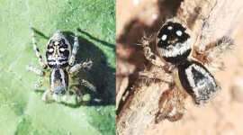 Stenaelurillus jagannathae, Spider species, Lord Jagannath, Asola Bhatti Wildlife Sanctuary, Delhi news