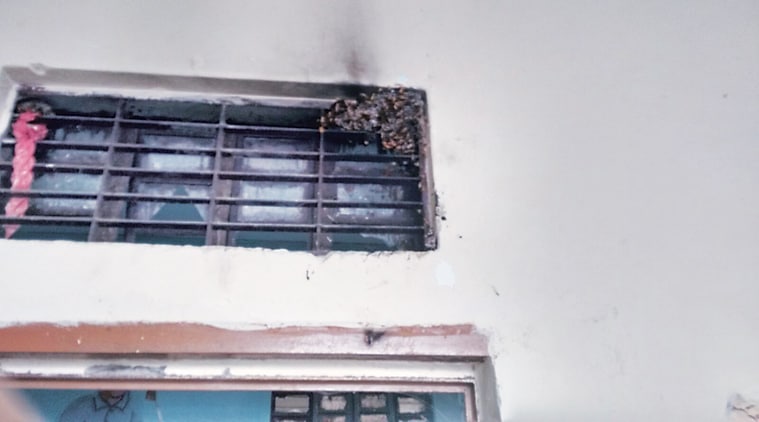 The wasps have taken over classrooms, store rooms and the school playground.