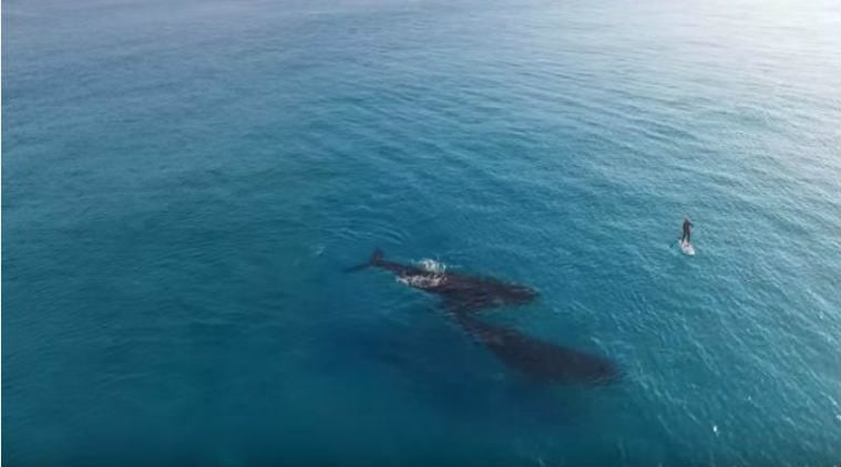 Watch: Drone captures ‘underwater dance of the whales’ | Trending News ...