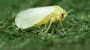 Whitefly lessons