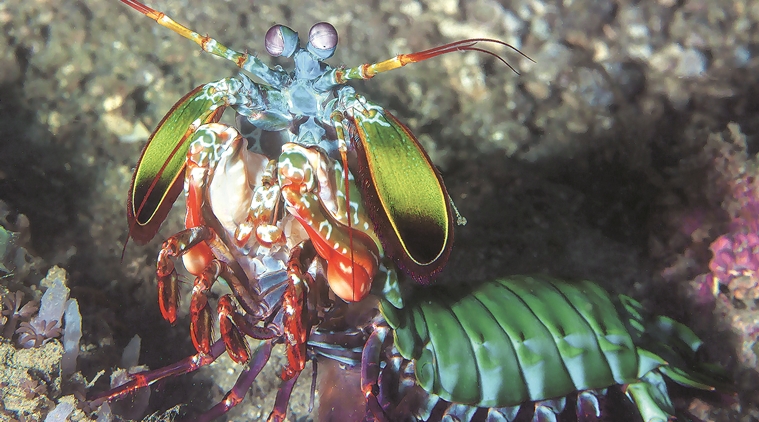 Mantis shrimp (Source: Thinkstock Images)