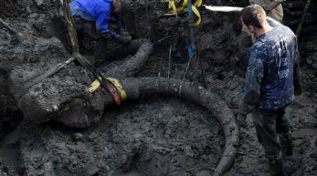 woolly mammoth, mammoth bones, mammoth bones US, michigan mammoth, michigan woolly mammoth, US news, michigan news, science news, Us mammoth bones
