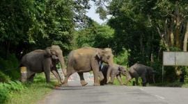 elephants, elephant trade, US ivory trade, African ivory trade, US illegal ivory trade, African Wildlife Foundation, AWF, The Wildlife Conservation Society, WCS, latest news, latest wildlife news, latest world news