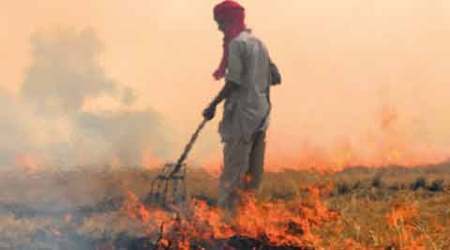 ngt, crop burning, crop burning in india, crop burning process, india news, latest news
