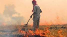 ngt, crop burning, crop burning in india, crop burning process, india news, latest news