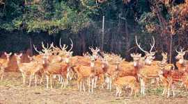Delhi government, zoo, delhi zoo, national zoological park, deer park, Zoo reopening, deer park reopening, central government, delhi government central government, Gopal Rai, environment minister, zoo closed, delhi news