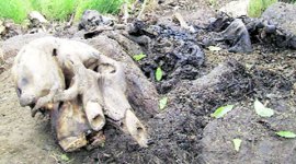 Elephant, Elephant deaths, Elephant massacre, southern forests, Kerala Elephant, tamil nadu Elephant, india news