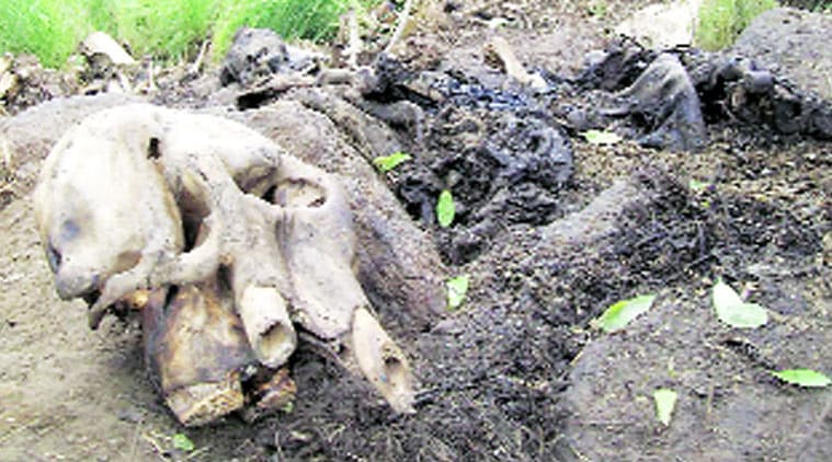 Remains of a poached elephant. Toll may be higher