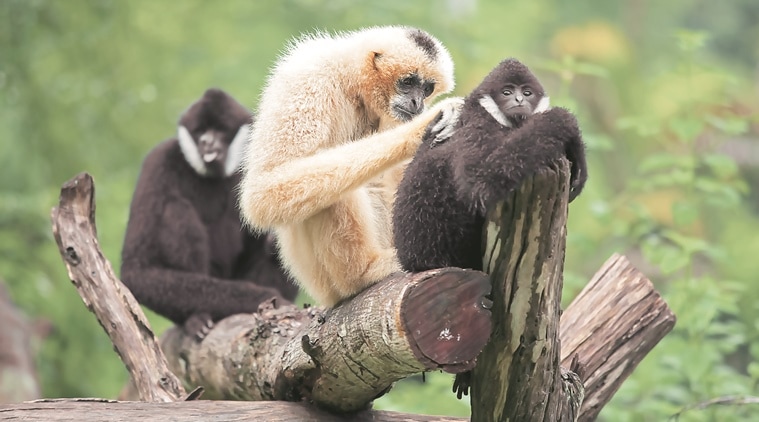 Call of the wild: A tale of three gibbons | Life-style News - The ...