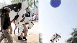 jaipur art summit, jawahar kala kendra, art summit jaipur, jaipur event, jaipur art summit cow, jaipur news, india news