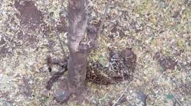 pune leopard death, leopard killed in karad, karad leopard death, pune leopard news, pune news, india news, maharashtra news