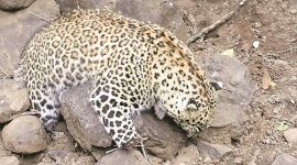 pune, pune leopard, pune leopard poisoned, pune forest officials, pune man animal conflict, pune latest news