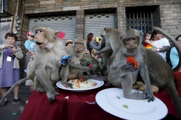 It’s all monkey business at Thailand’s Monkey Buffet Festival ...