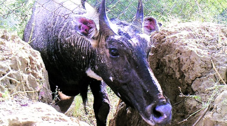nilgai, nilgai population, nilgai protection, nilgai conservation, nilgai in india, nilgai in rajasthan, nilgais, india news, latest news