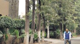 tree, chandigarh trees, india news