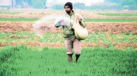 PESTICIDE-S pesticides, pesticides in food, pesticides in non veg food, pesticide in foods, chemicals in food, india news