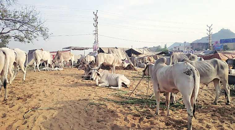 Amid ‘strict VHP Vigil’, Cow Sales At Pushkar Down 94 Per Cent | India ...