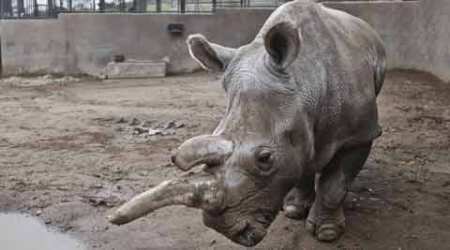 Kaziranga National Park, Assam, Rhino, Poachers, Rhino killed, One horned rhino, rhino poaching, poachers Assam, poachers Assam, Wildlife conservation, wildlife threat