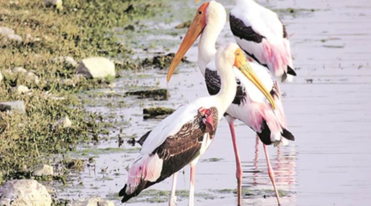 rare birds, migratory birds, rare birds in pune, pune rare birds, endangered birds