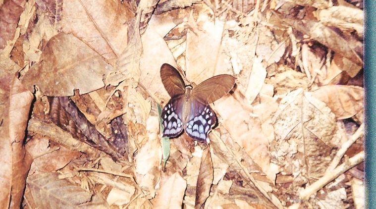 The Pierella butterfly.