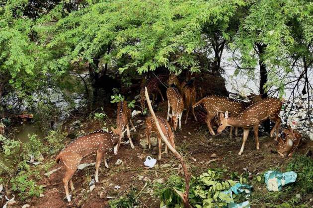 chennai, chennai rains, chennai floods, chennai floods live, Chennai rain updates, chennai rain live, live updates chennai, tamil nadu, chennai monsoon, tamil nadu floods