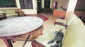 CITCO, CITCO sale, CITCO market, chandigarh news